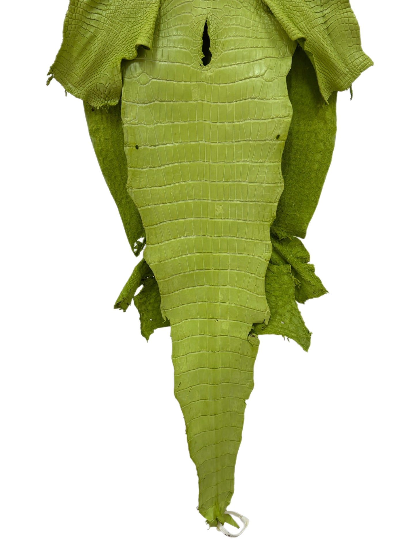 41 cm Grade 3/4 Chartreuse Matte Wild American Alligator Leather - Tag: LA23-0003426