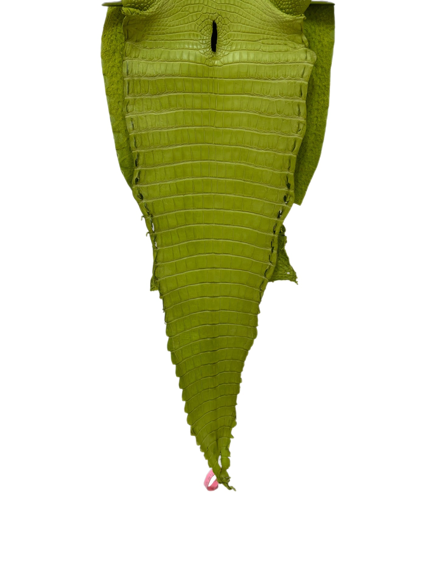 31 cm Grade 1/2 Chartreuse Matte Farm-Raised American Alligator Leather - Tag: FL21-0025104