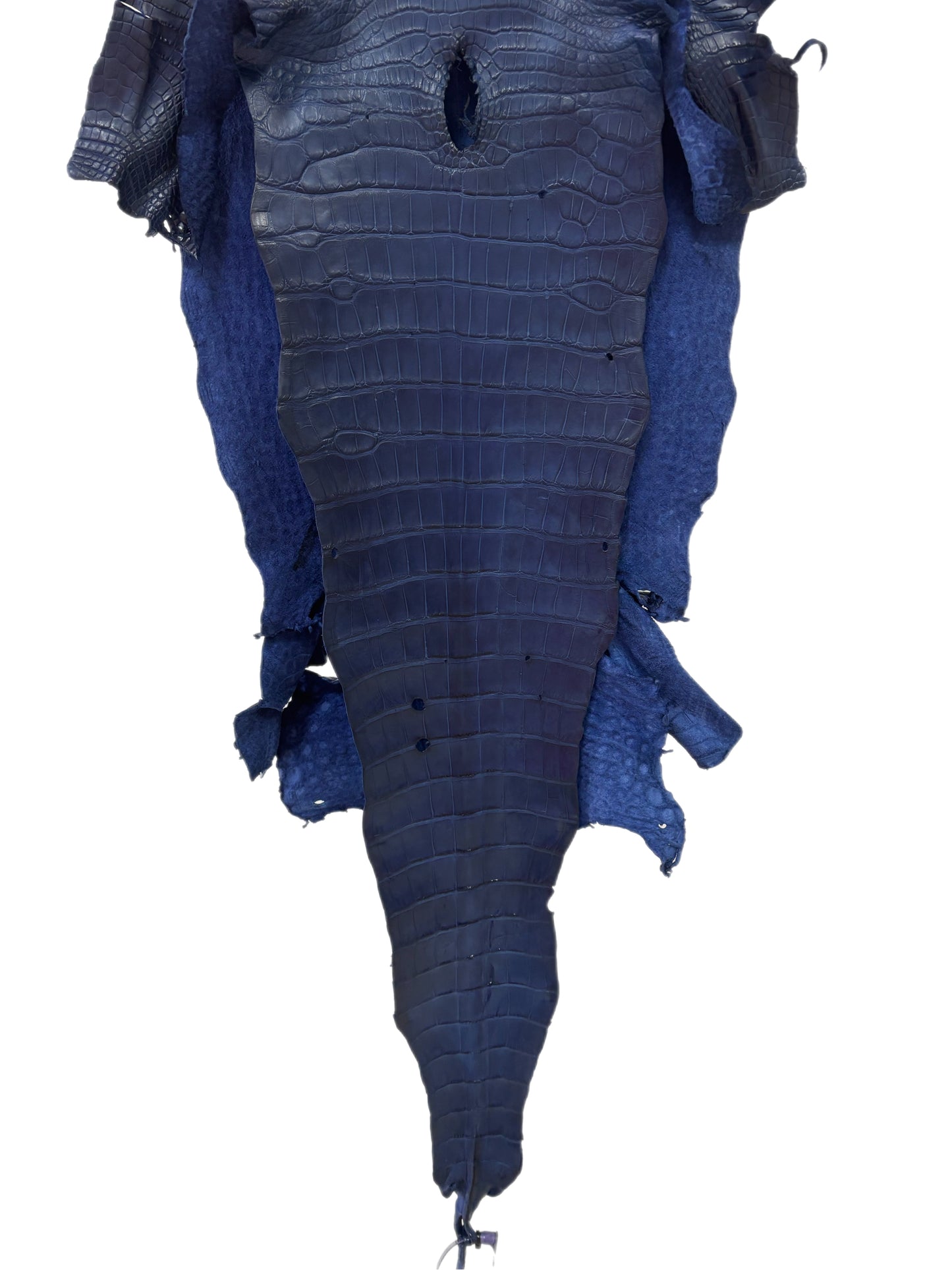 36 cm Grade 2/3 Admiral Blue Matte Wild American Alligator Leather - Tag: MS24-0000755