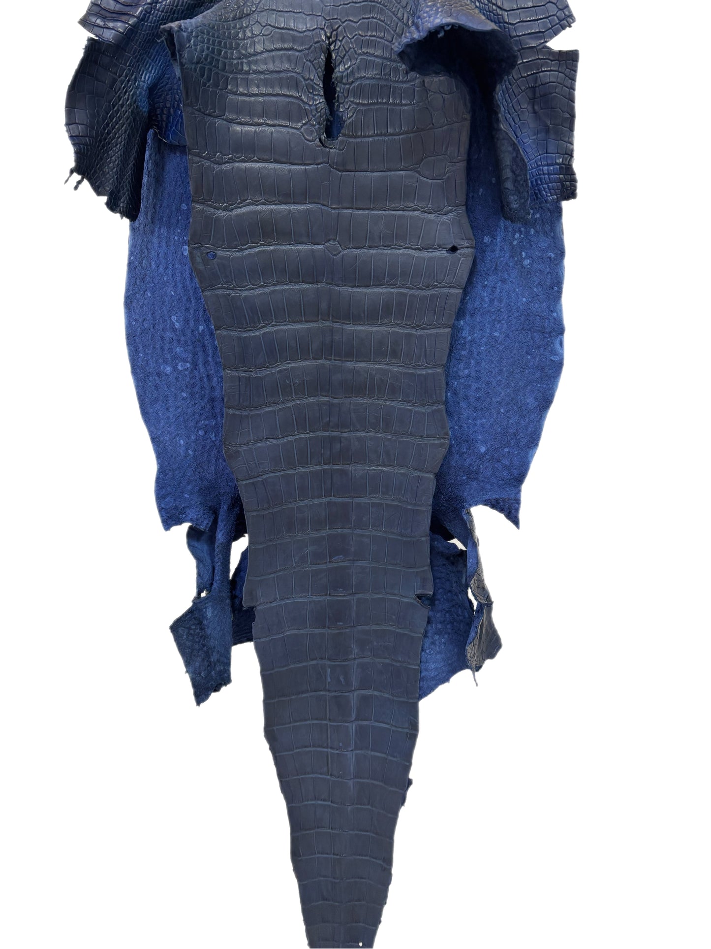 43 cm Grade 2/3 Admiral Blue Matte Wild American Alligator Leather - Tag: LA23-0027760
