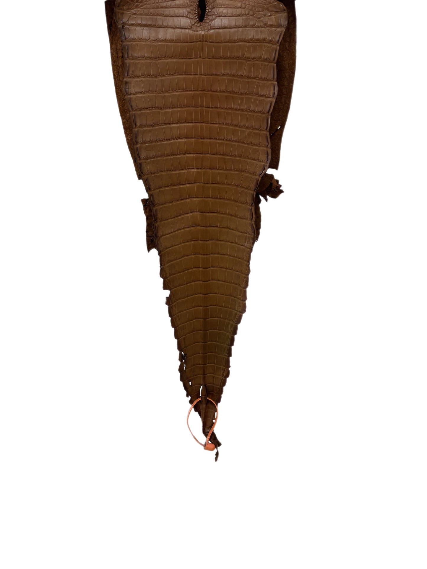 24 cm Grade 1/2 Kango Tabac Matte Farm-Raised American Alligator Leather - Tag: FL21-0024664