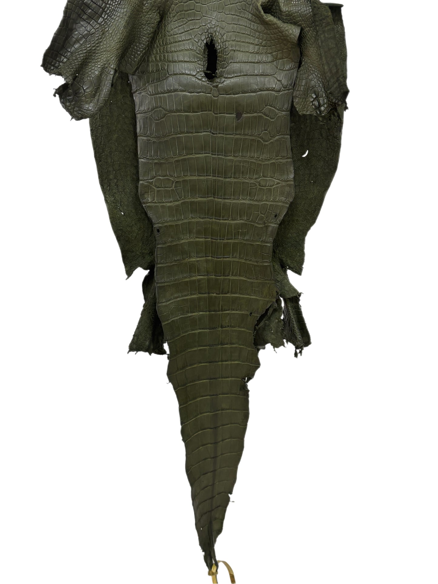 35 cm Grade 2/3 Olive Matte Wild American Alligator Leather - Tag: LA23-0005131