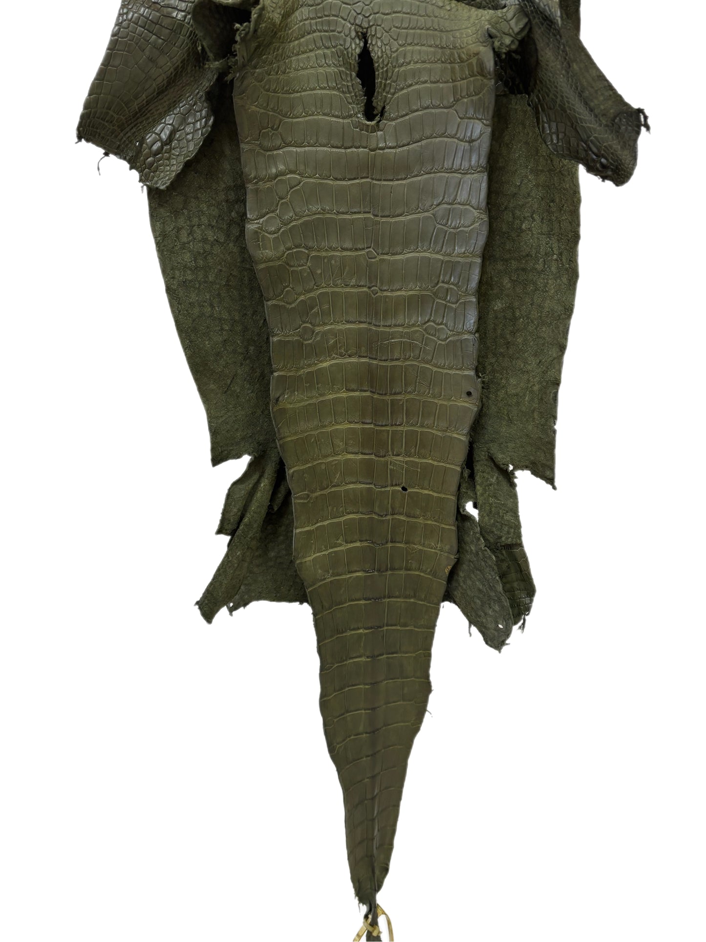 34 cm Grade 2/3 Olive Matte Wild American Alligator Leather - Tag: LA23-0022135