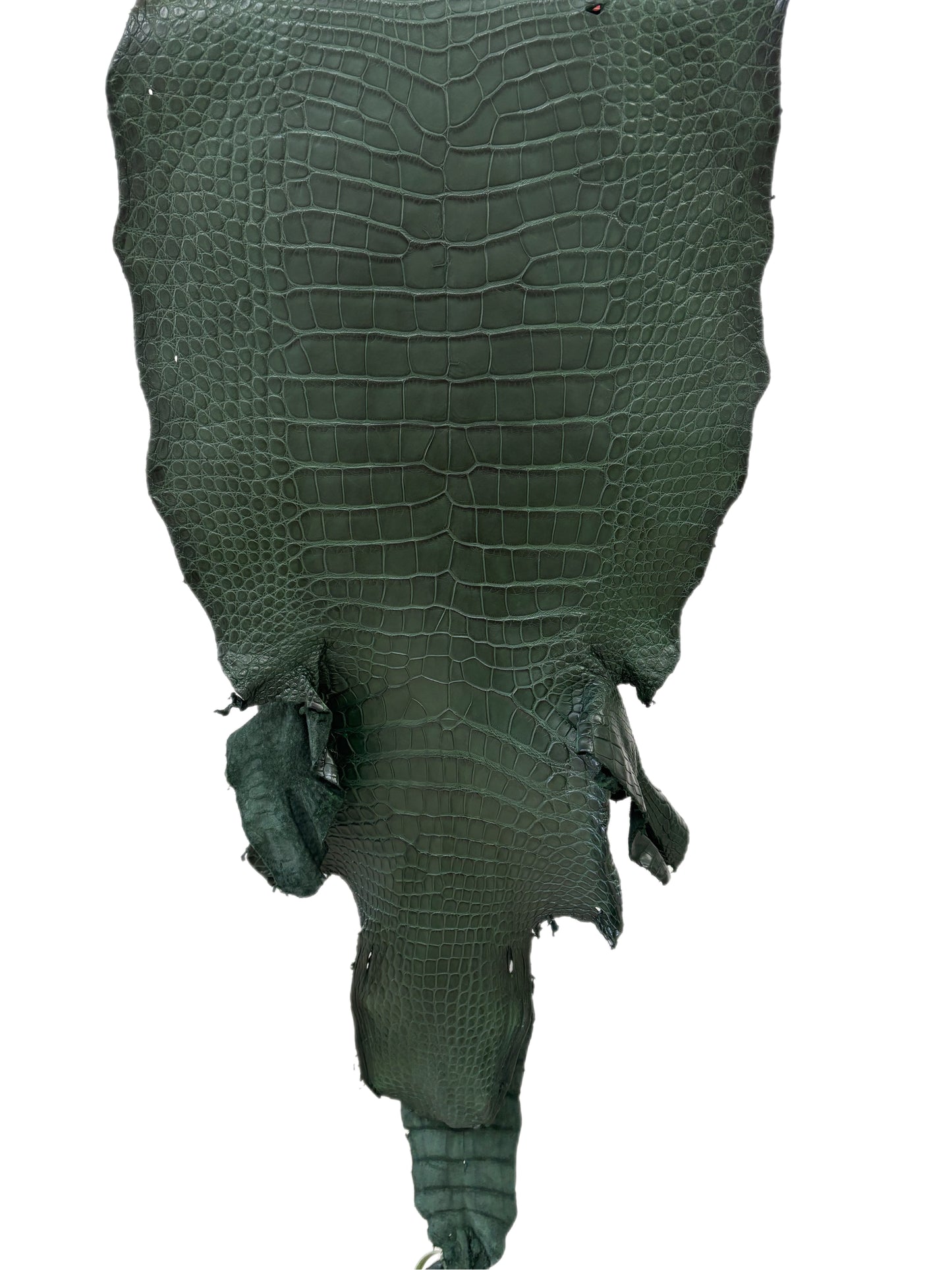 39 cm Grade 2/3 Forest Green Matte Wild American Alligator Leather - Tag: LA23-0020919