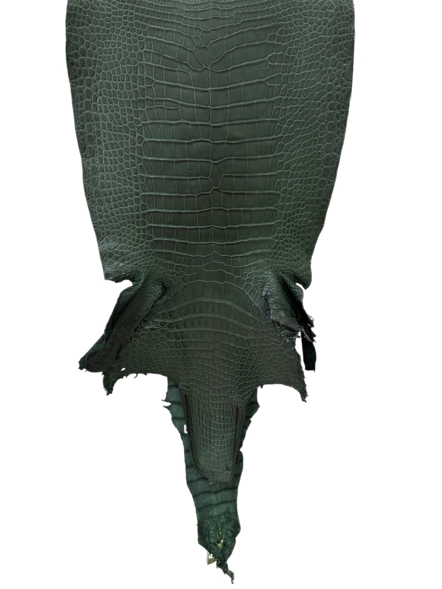 38 cm Grade 1/2 Forest Green Matte Wild American Alligator Leather - Tag: LA23-0006511