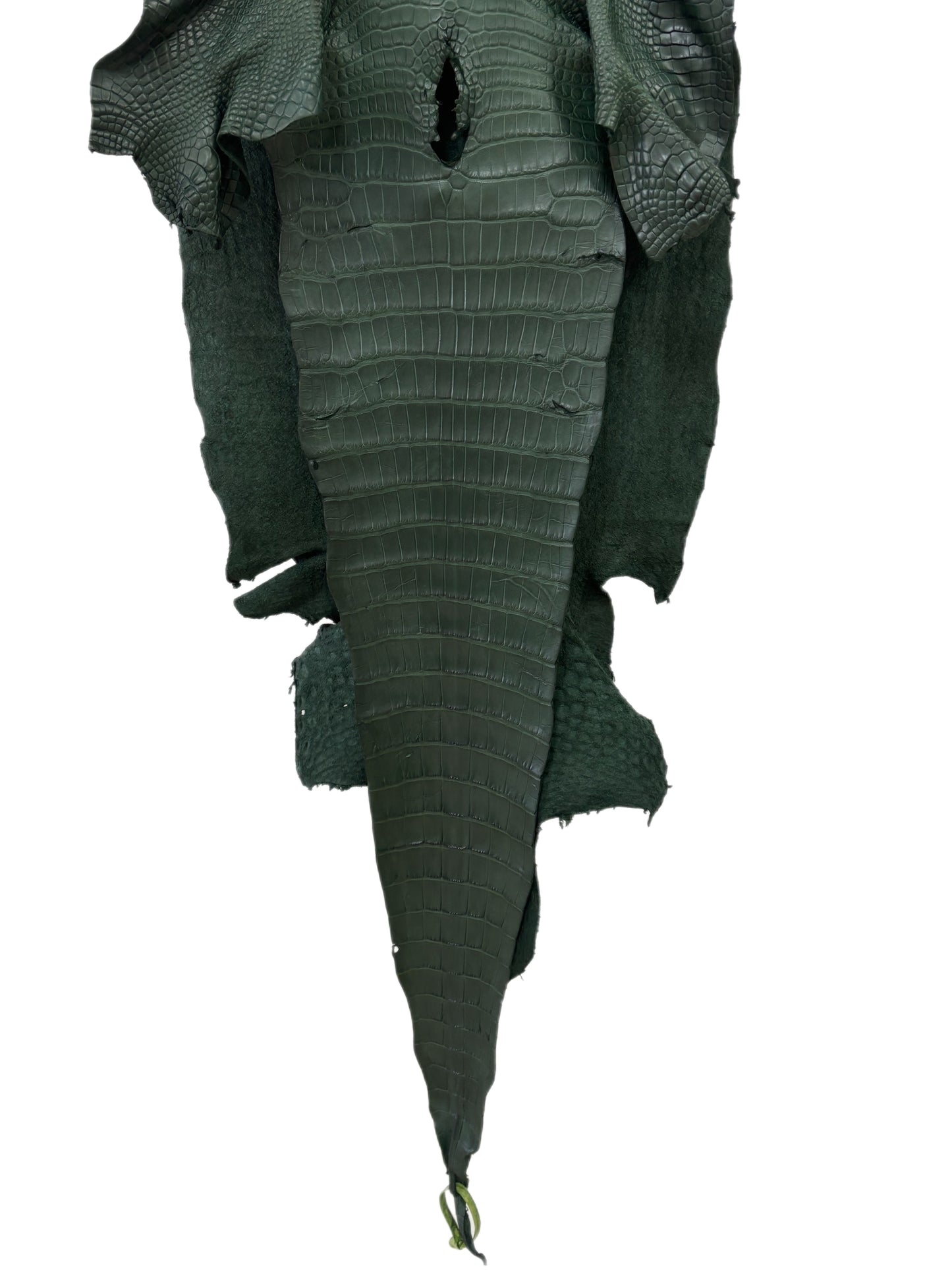 43 cm Grade 1/2 Forest Green Matte Wild American Alligator Leather - Tag: LA16-0033469