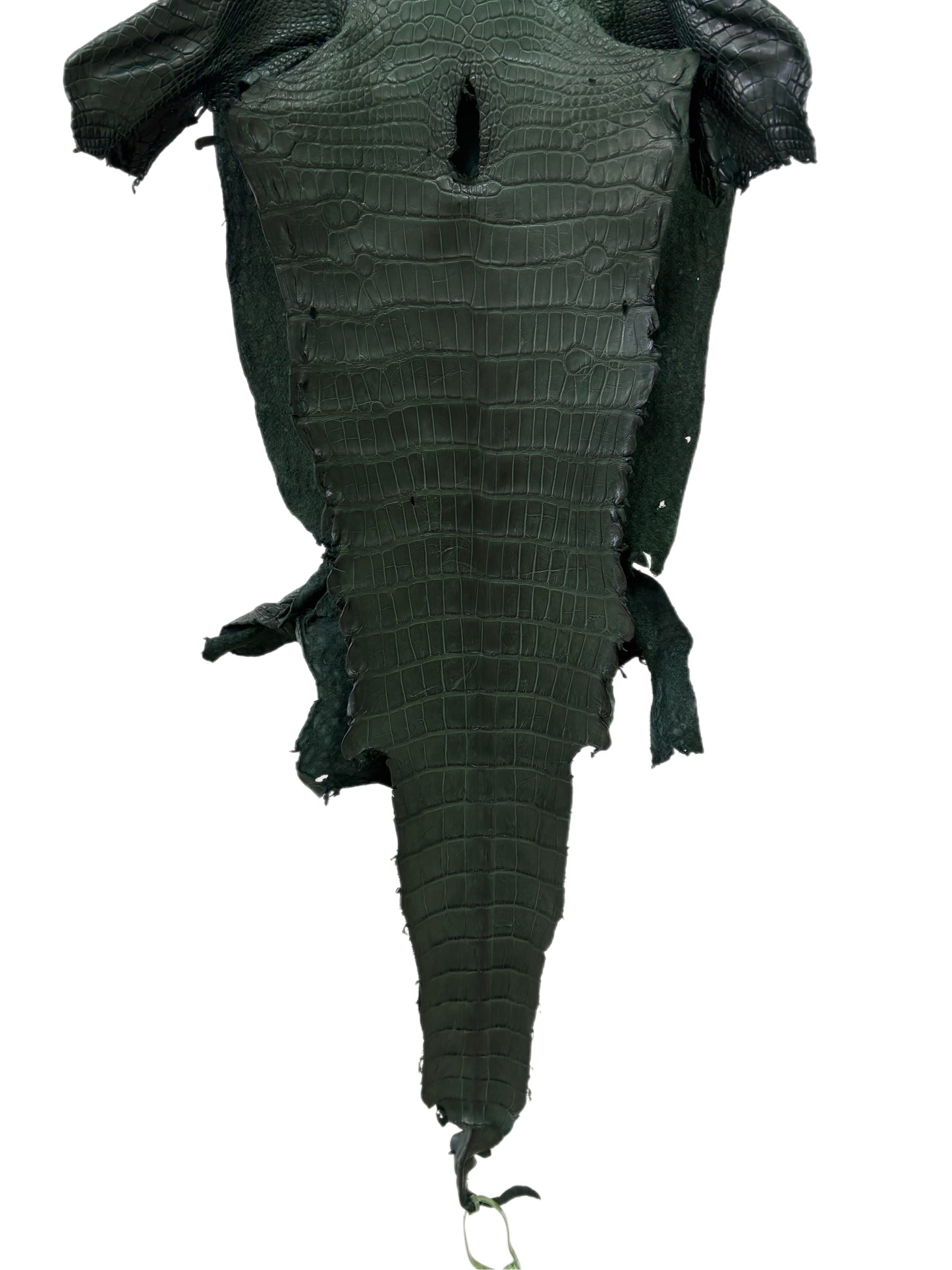 36 cm Grade 2/3 Forest Green Matte Wild American Alligator Leather - Tag: LA23-0004641