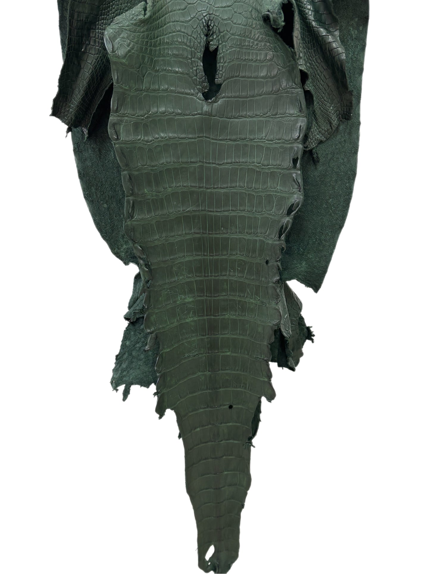 39 cm Grade 2/3 Forest Green Matte Wild American Alligator Leather - Tag: LA23-0004343