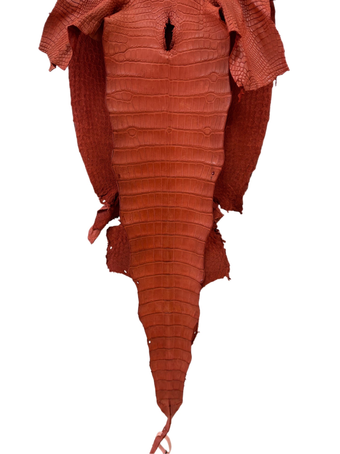 38 cm Grade 2/3 Pumpkin Matte Wild American Alligator Leather - Tag: LA18-0037647