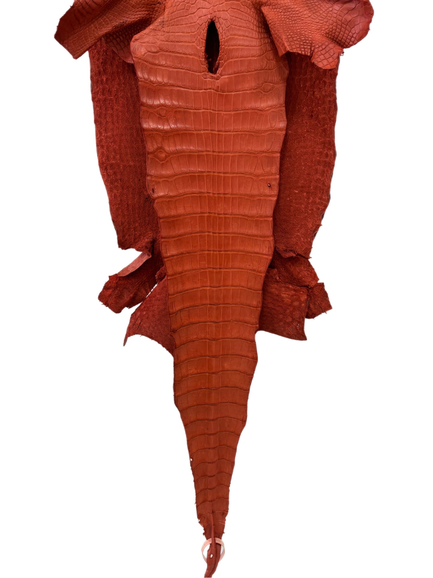 37 cm Grade 2/3 Pumpkin Matte Wild American Alligator Leather - Tag: LA18-0013398