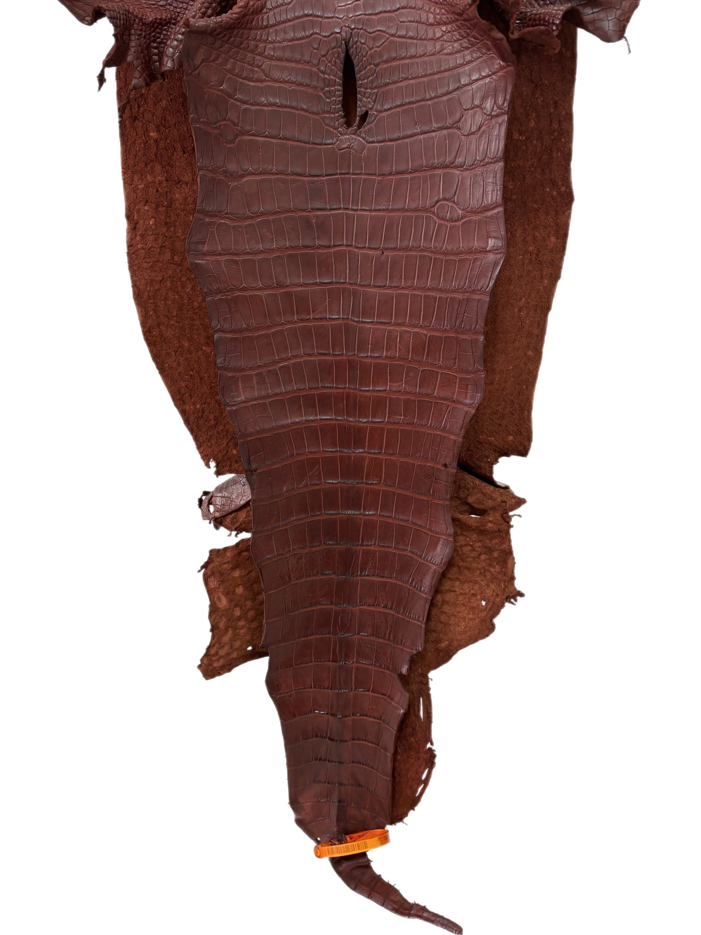 41 cm Grade 2/3 Italian Gold Matte Wild American Alligator Leather - Tag: LA23-0029250
