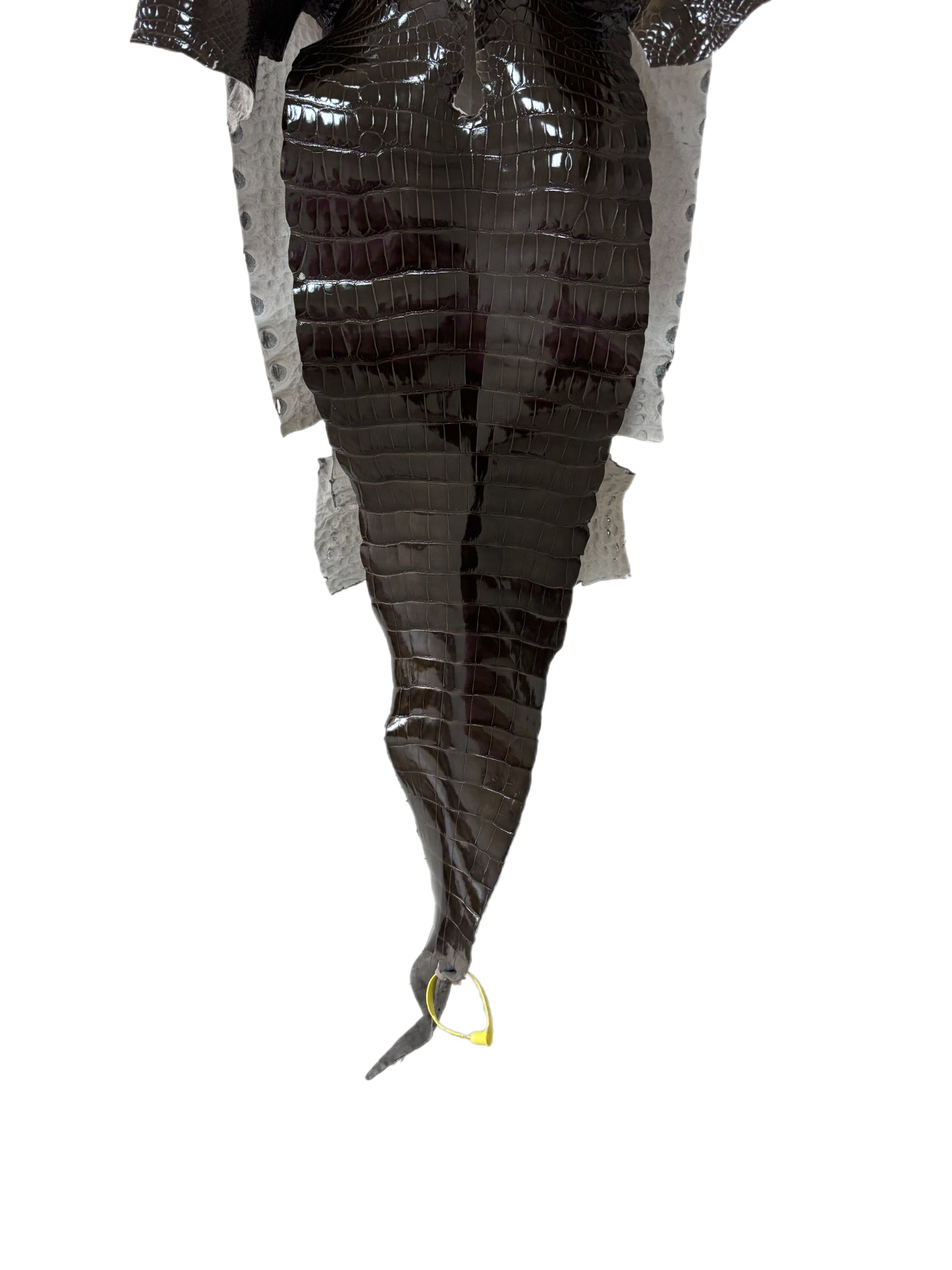 32 cm Grade 2/3 Cocoa Glazed Farm-Raised American Alligator Leather - Tag: LA25-0316498