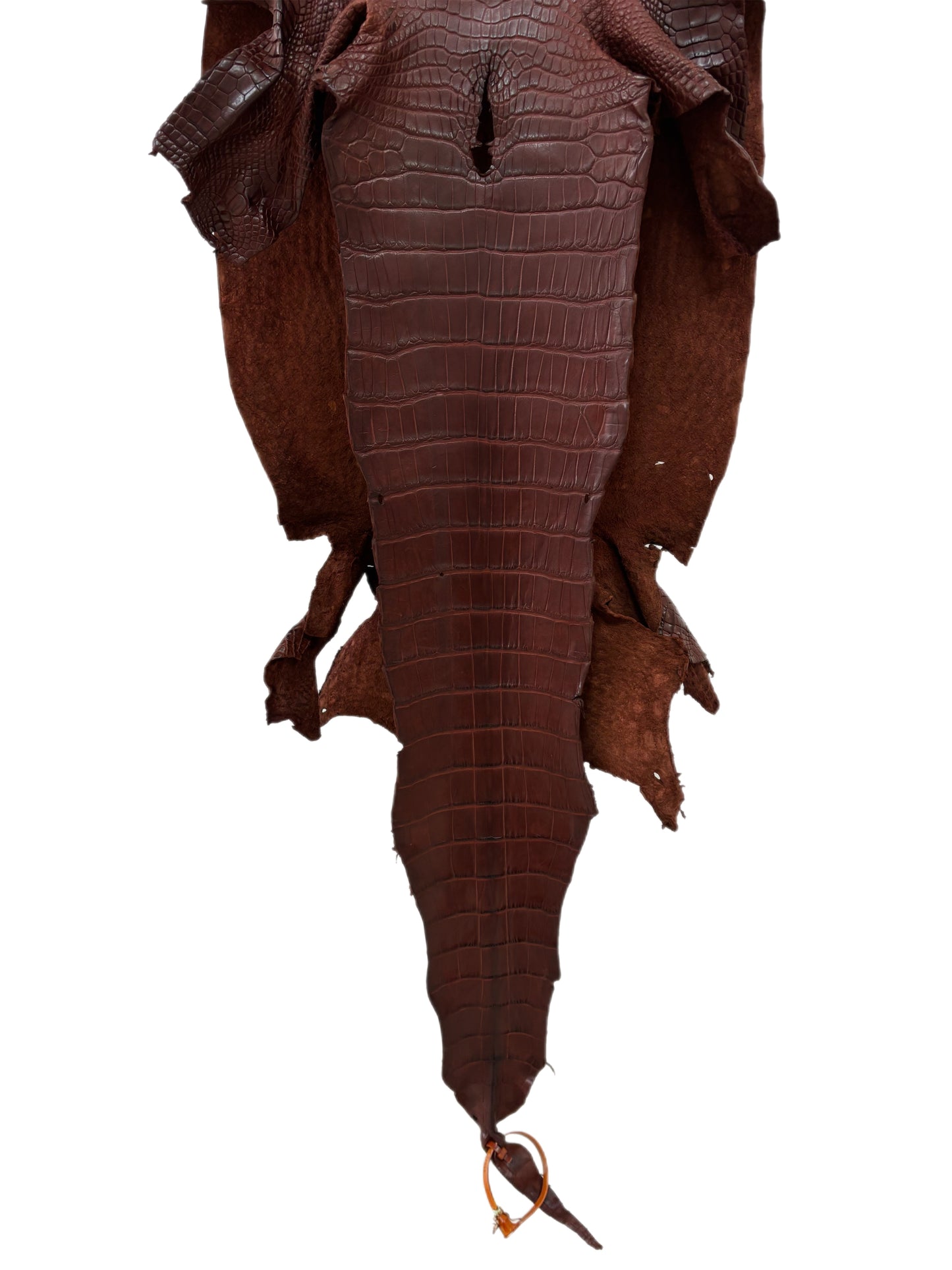 36 cm Grade 2/3 Italian Gold Matte Wild American Alligator Leather - Tag: LA23-0027015