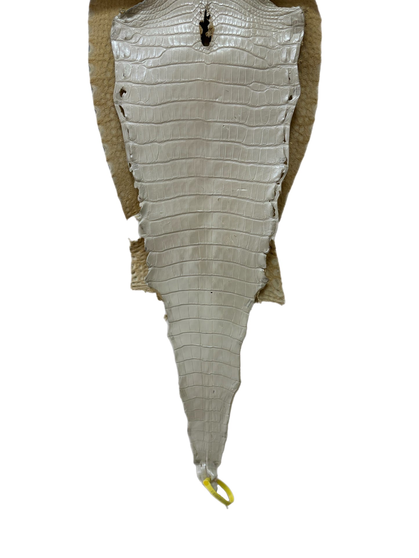 33 cm Grade 1/2 White Pearl Matte Farm-Raised American Alligator Leather - Tag: LA25-0316388