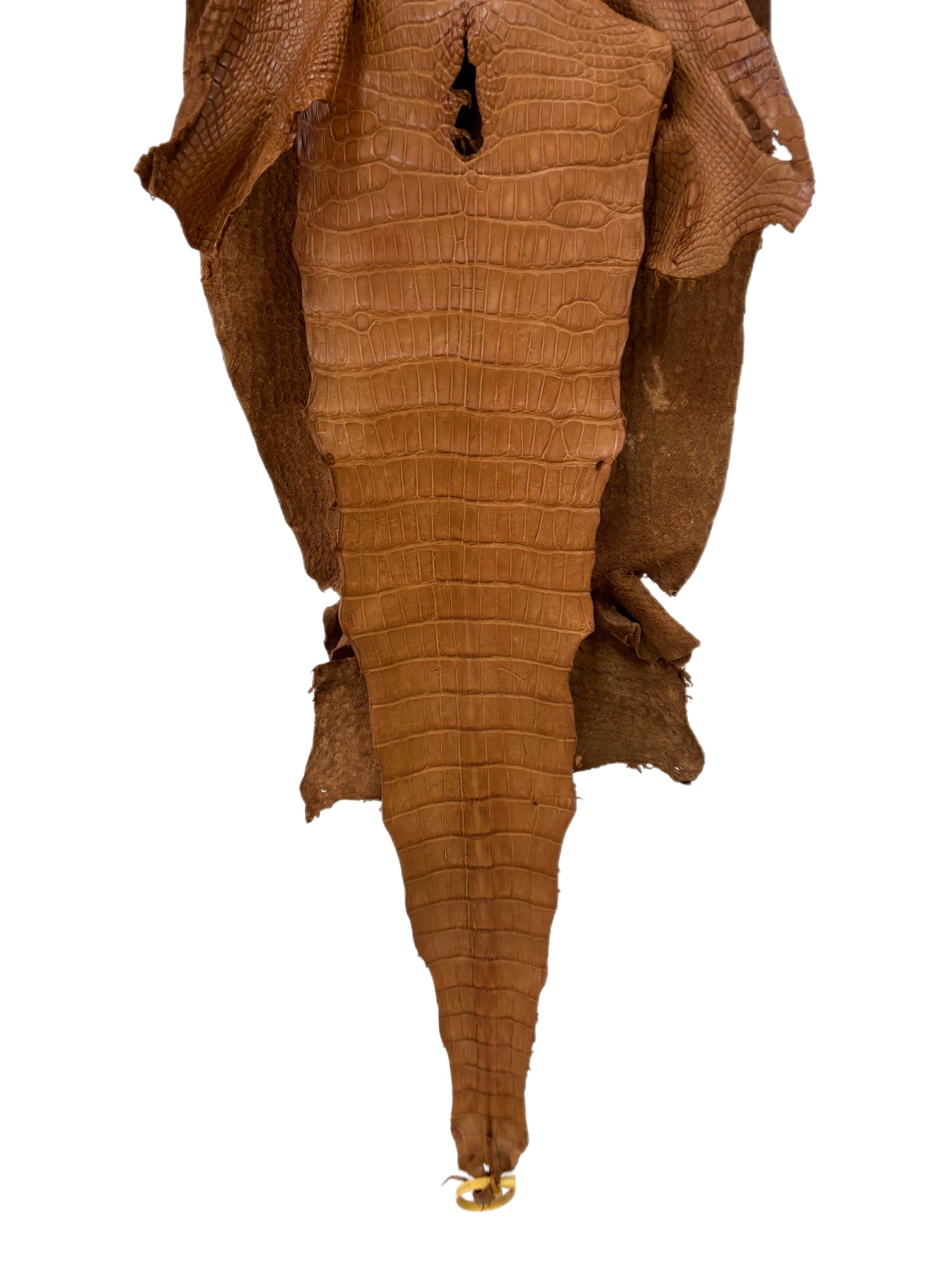 42 cm Grade 3/4 Almond Matte Wild American Alligator Leather - Tag: LA23-0016246