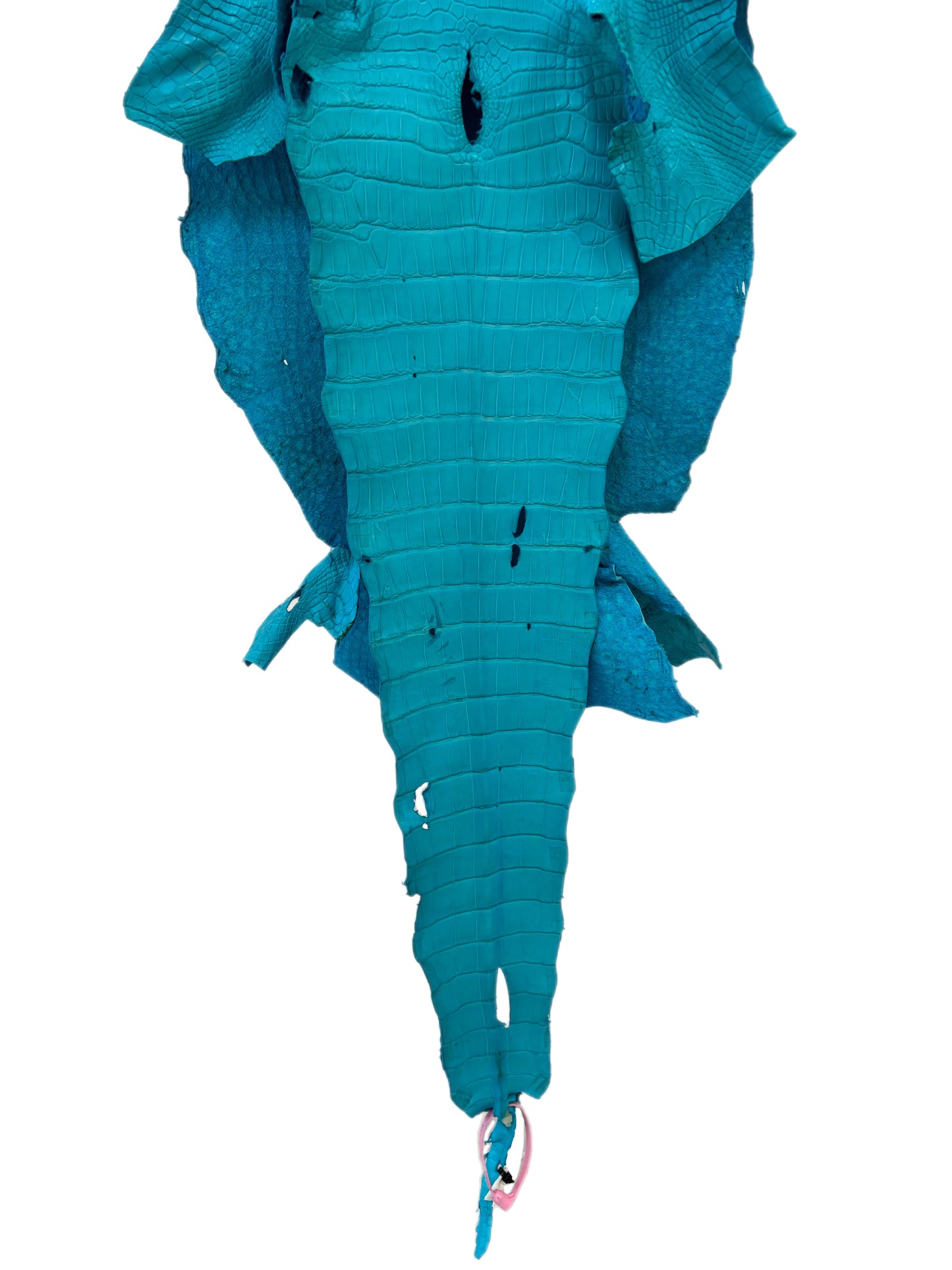 36 cm Grade 3/4 Turquoise Matte Wild American Alligator Leather - Tag: MS24-0000797