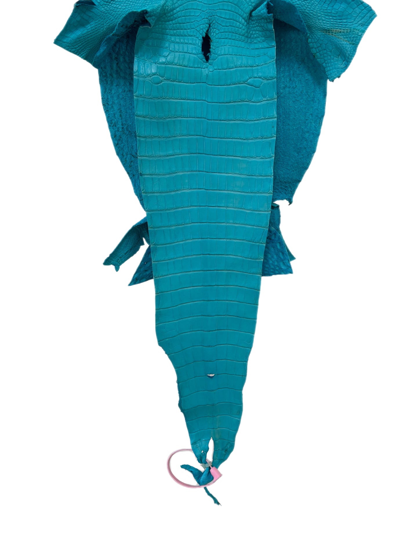 28 cm Grade 1/2 Turquoise Matte Farm-Raised American Alligator Leather - Tag: LA24-0228936