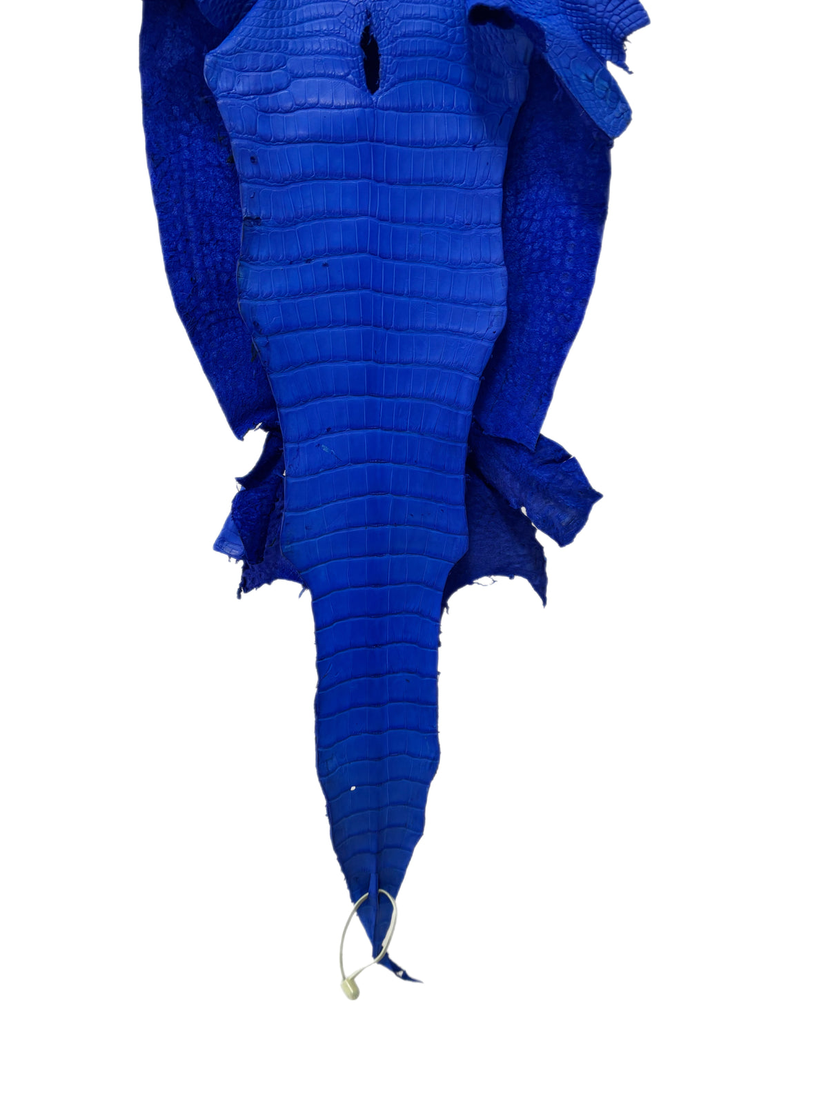 31 cm Grade 2/3 Royal Blue Matte Wild American Alligator Leather - Tag: LA16-0031100