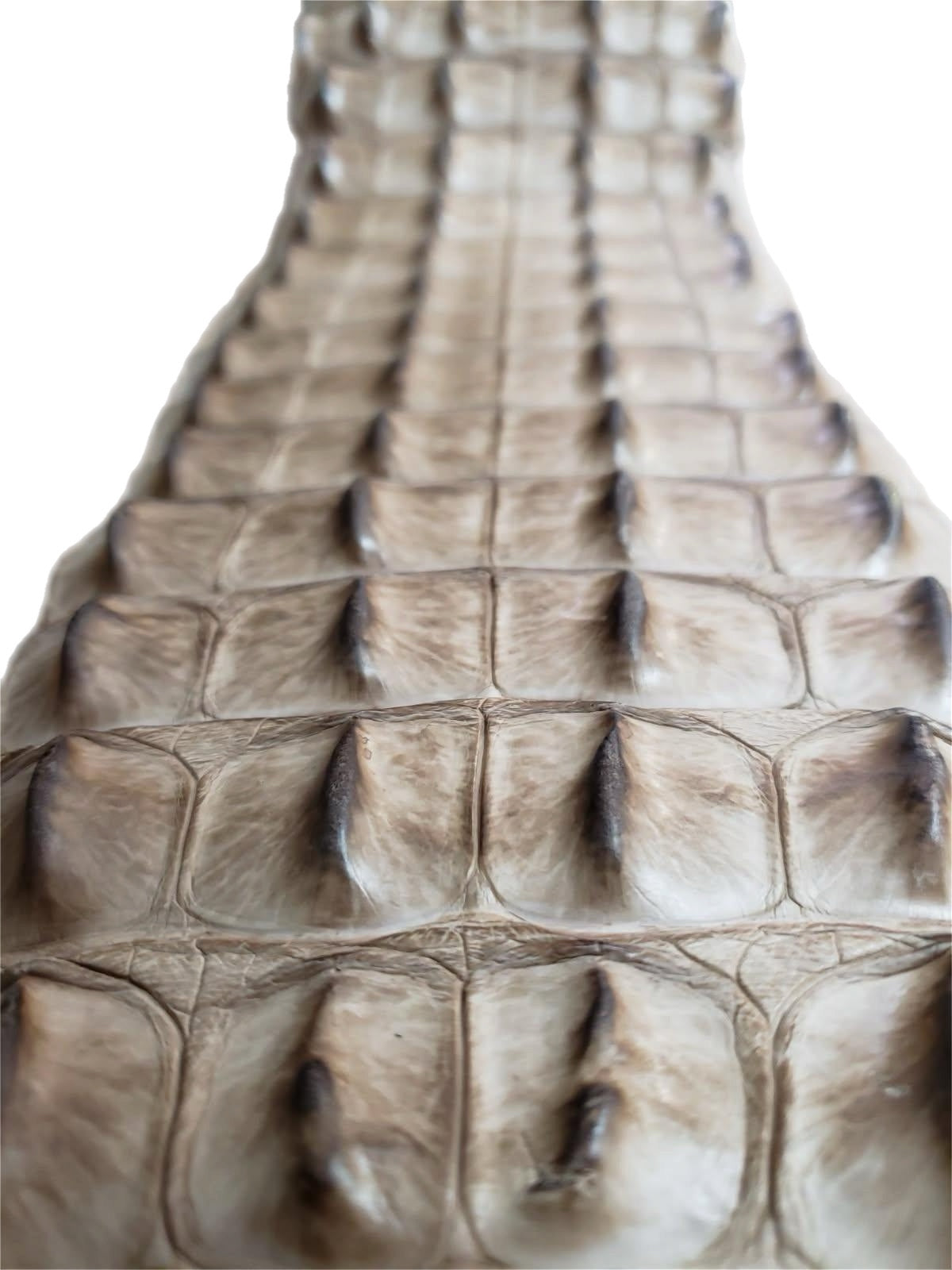 90-99 Cm Grade 1 Tan Vintage Matte Nile Crocodile Backstrap Leather