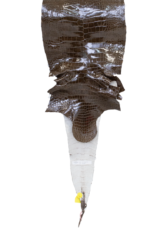 41 cm Grade 2/3 Cocoa Glazed Wild American Alligator Leather - Tag: LA15-0042732