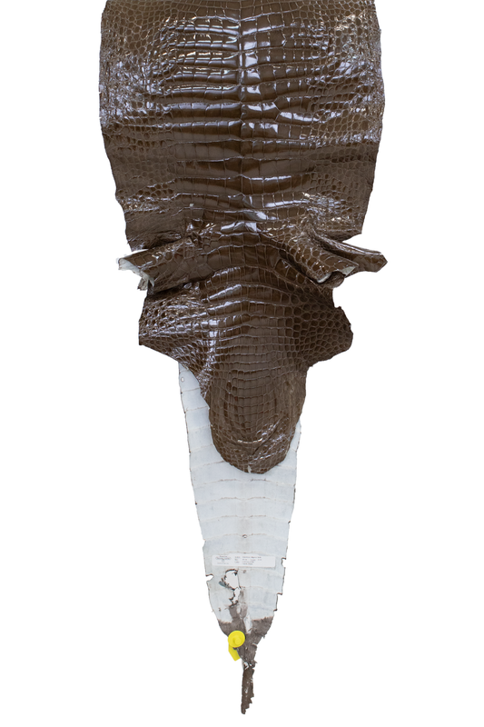 43 cm Grade 2/3 Cocoa Glazed Farm Raised American Alligator Leather - Tag: FL15-0032511
