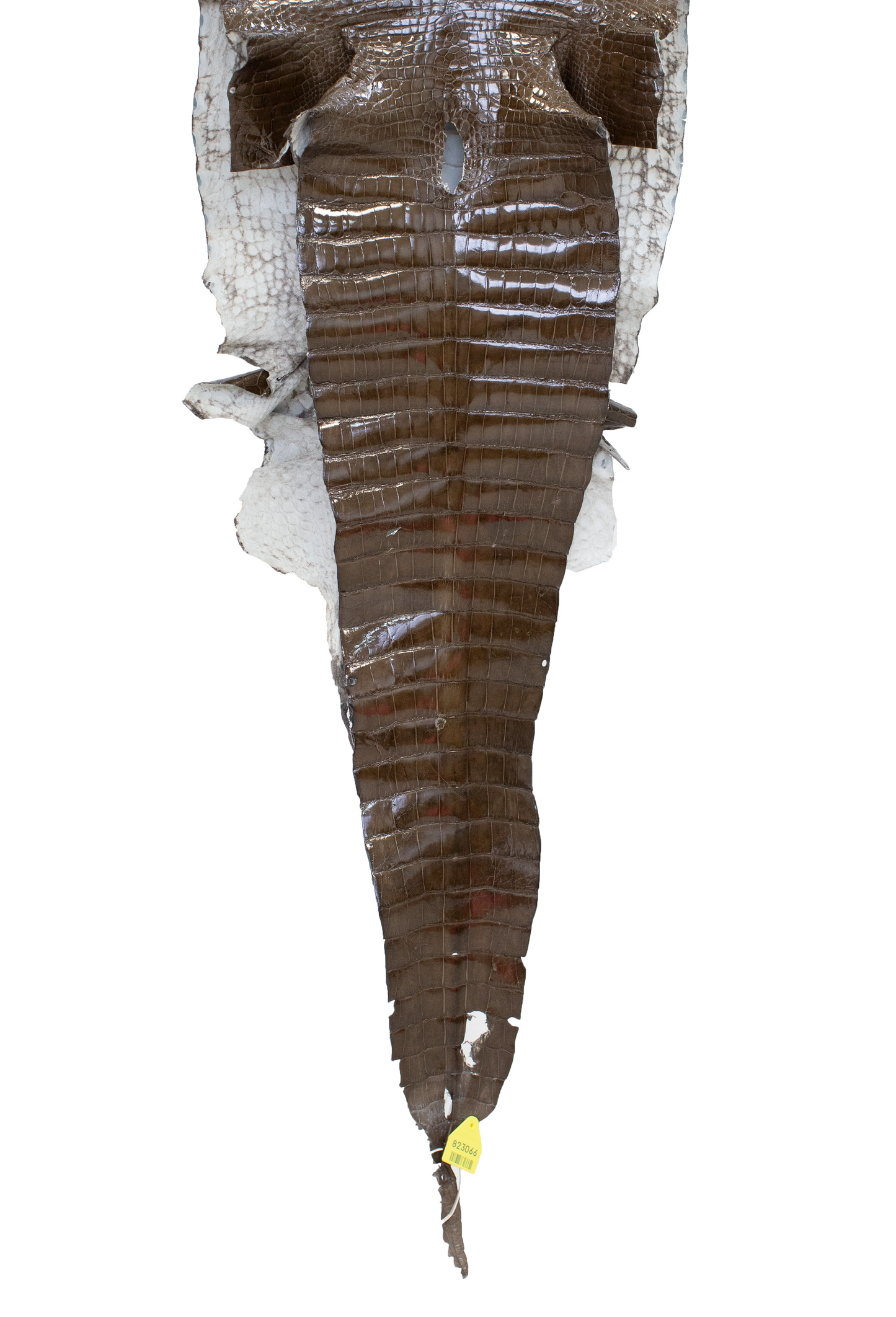 43 cm Grade 2/3 Cocoa Glazed Farm Raised American Alligator Leather - Tag: FL15-0032511