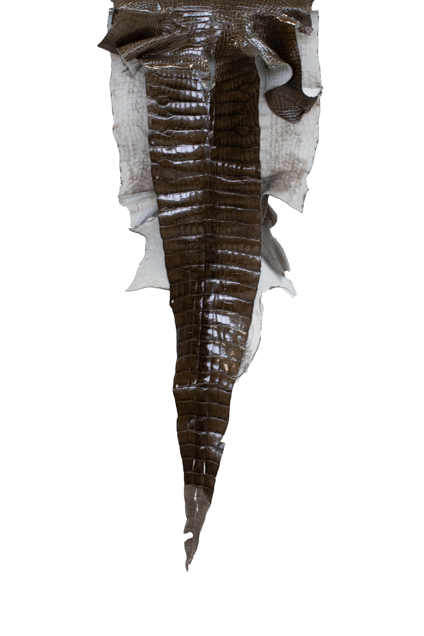 41 cm Grade 3/4 Cocoa Glazed Wild American Alligator Leather - Tag: LA17-0019051