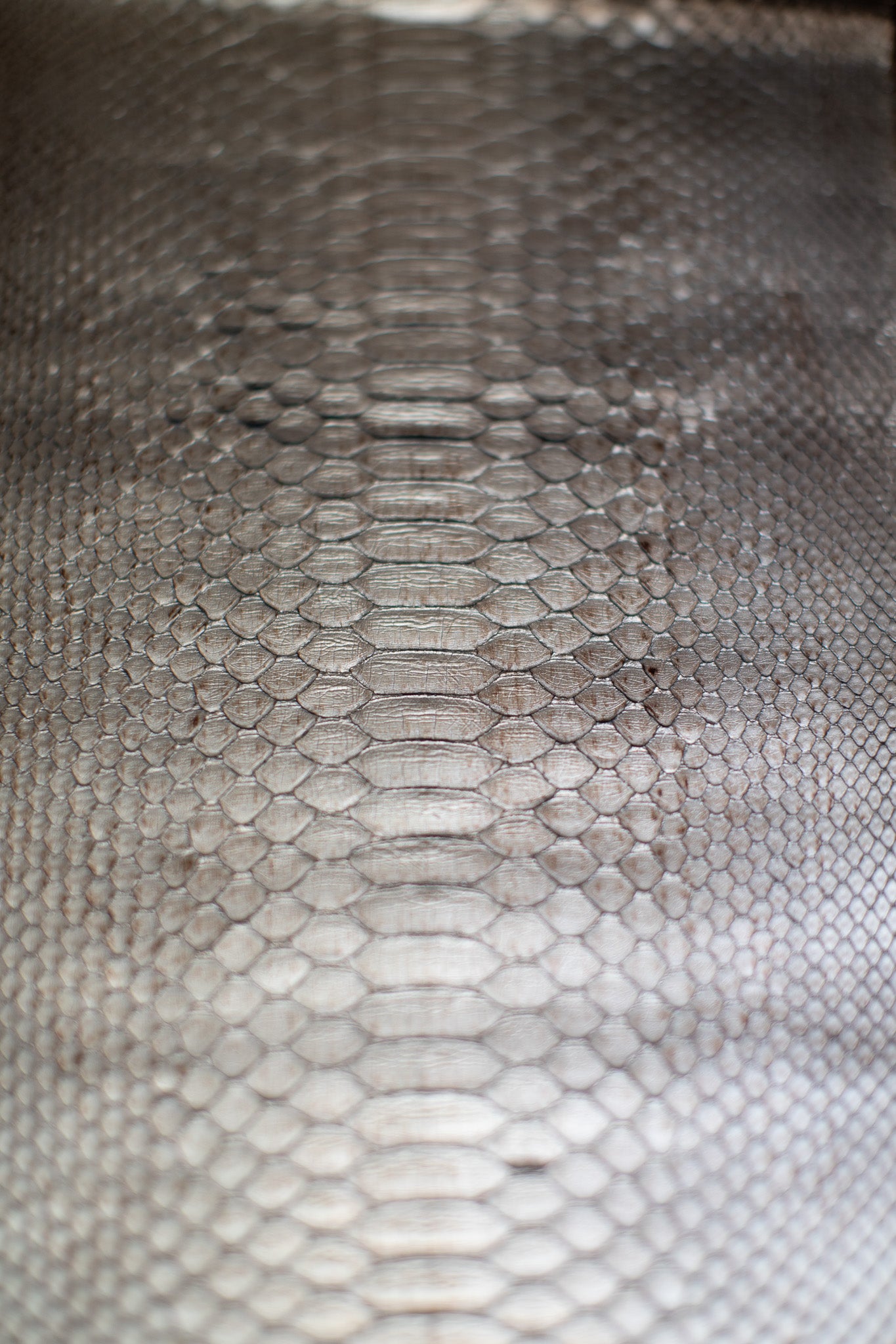 2.05 M Distressed Gold Metallic Python Leather
