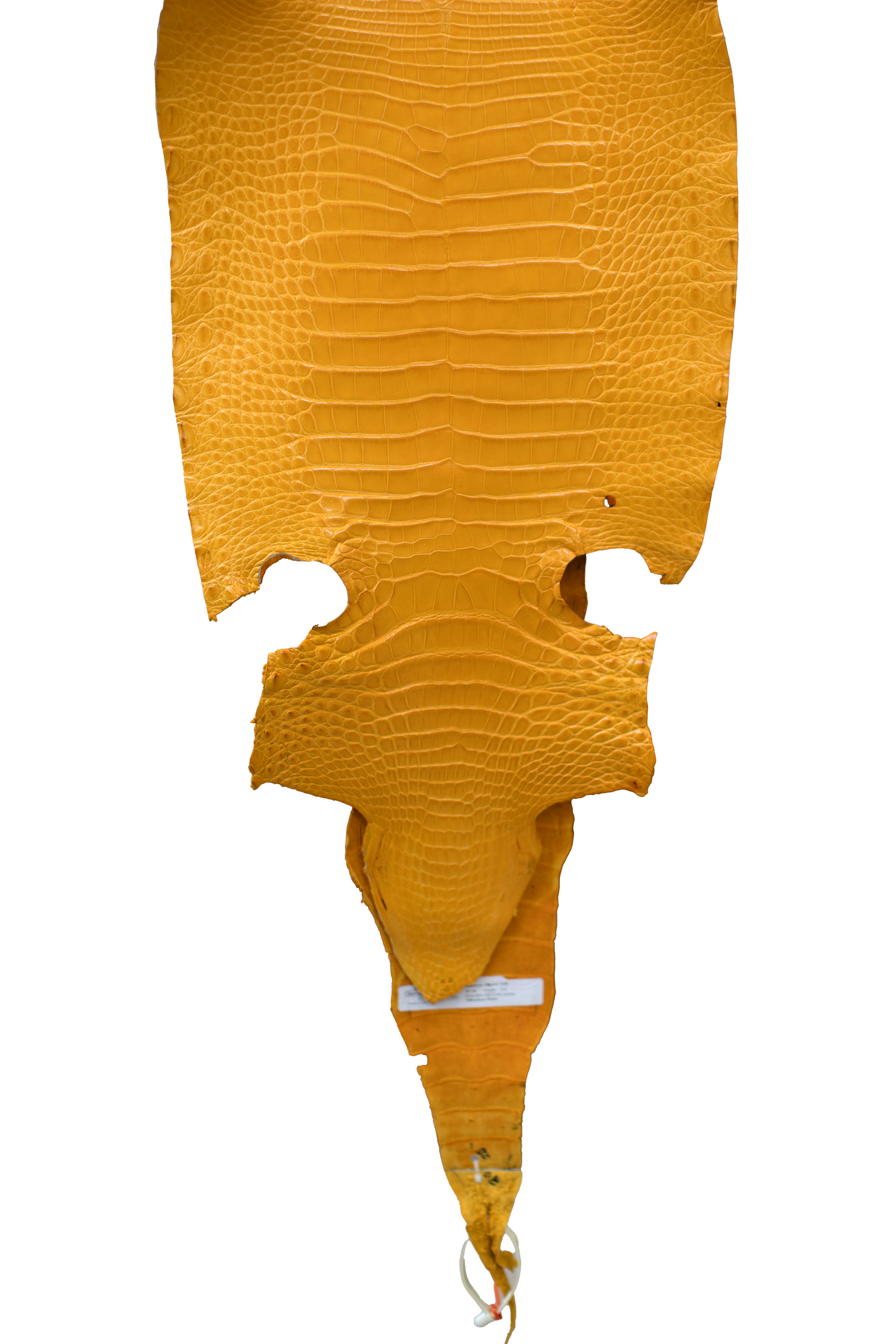 35 cm Grade 1/2 Golden Yellow Millennium Farm Raised American Alligator Leather