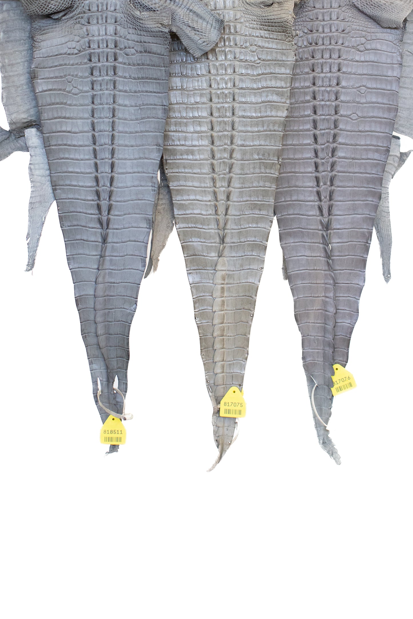 35/39 cm Grade 1/2 Serpentine Grey Matte Farm Raised Hornback American Alligator Leather