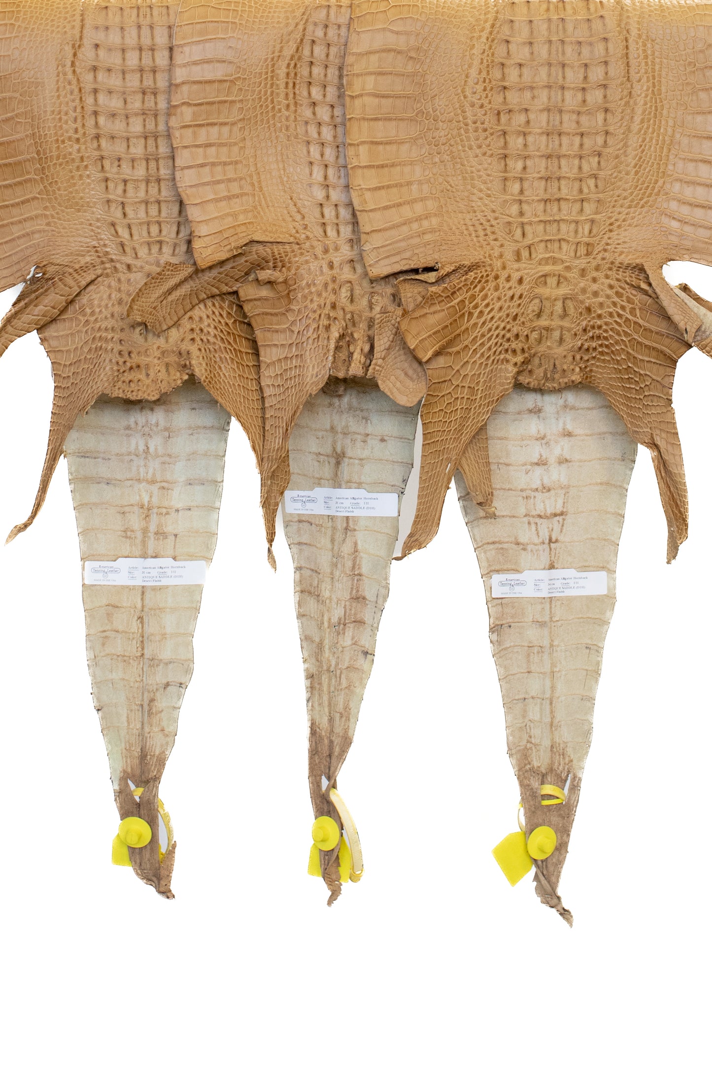 30/34 cm Grade 1/2 Antique Saddle Mate Farm Raised Hornback American Alligator Leather