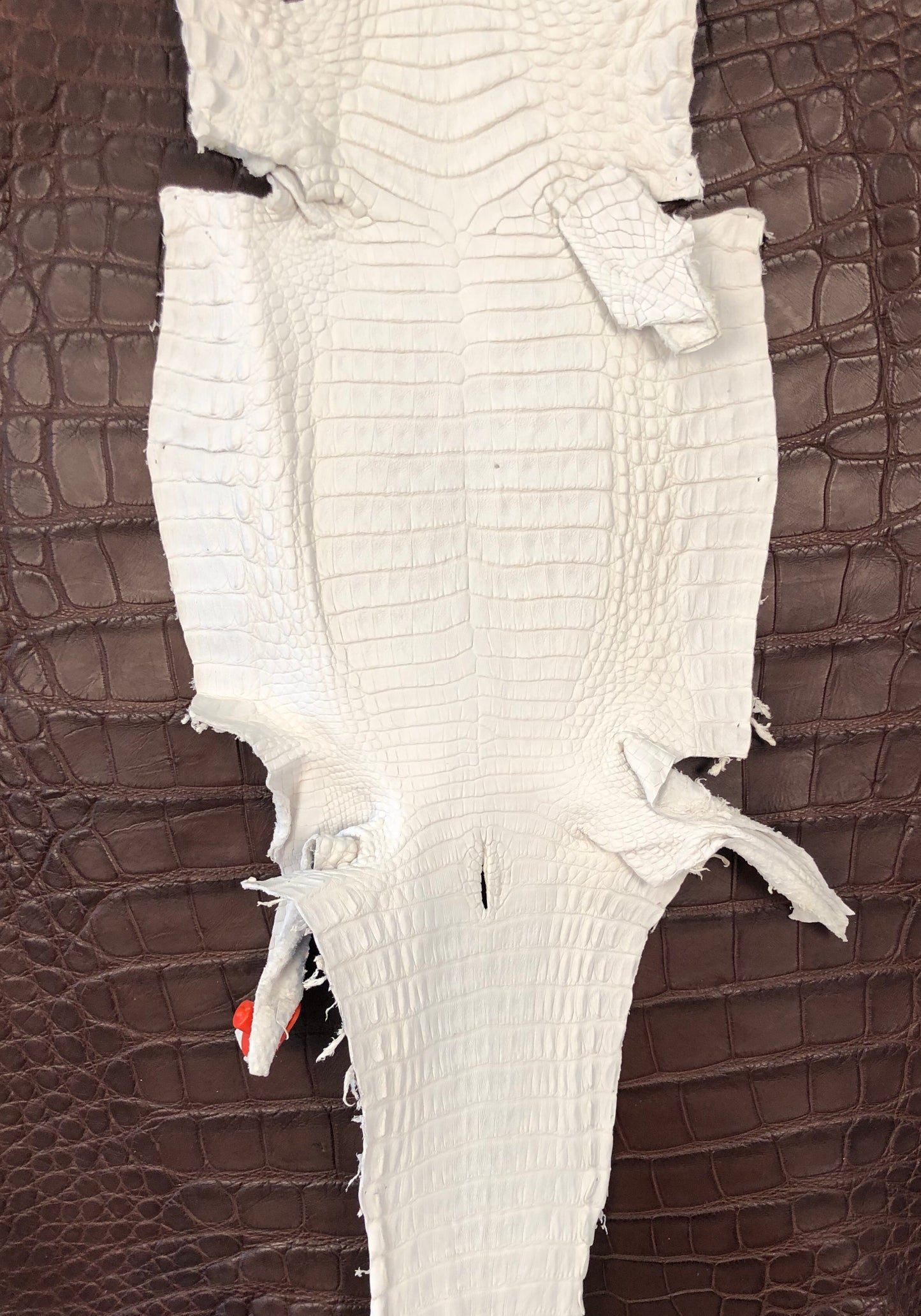 18/22 cm Caiman Crust Leather