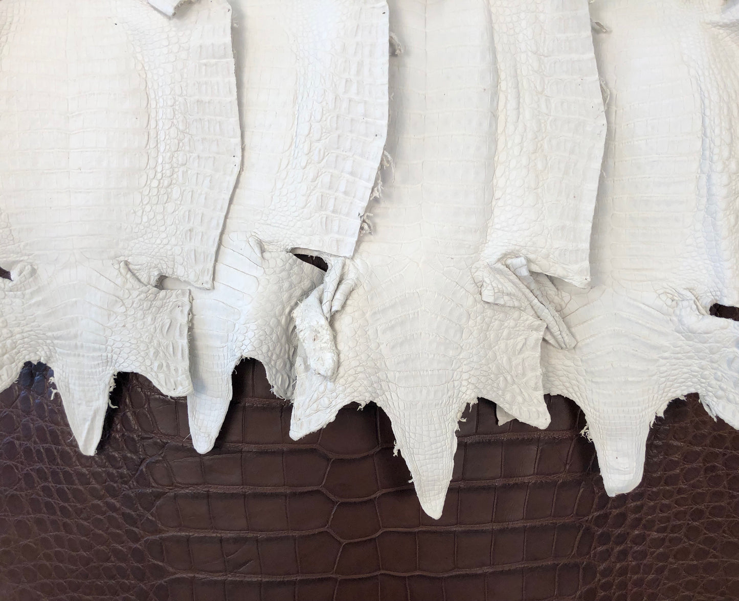 18/22 cm Caiman Crust Leather
