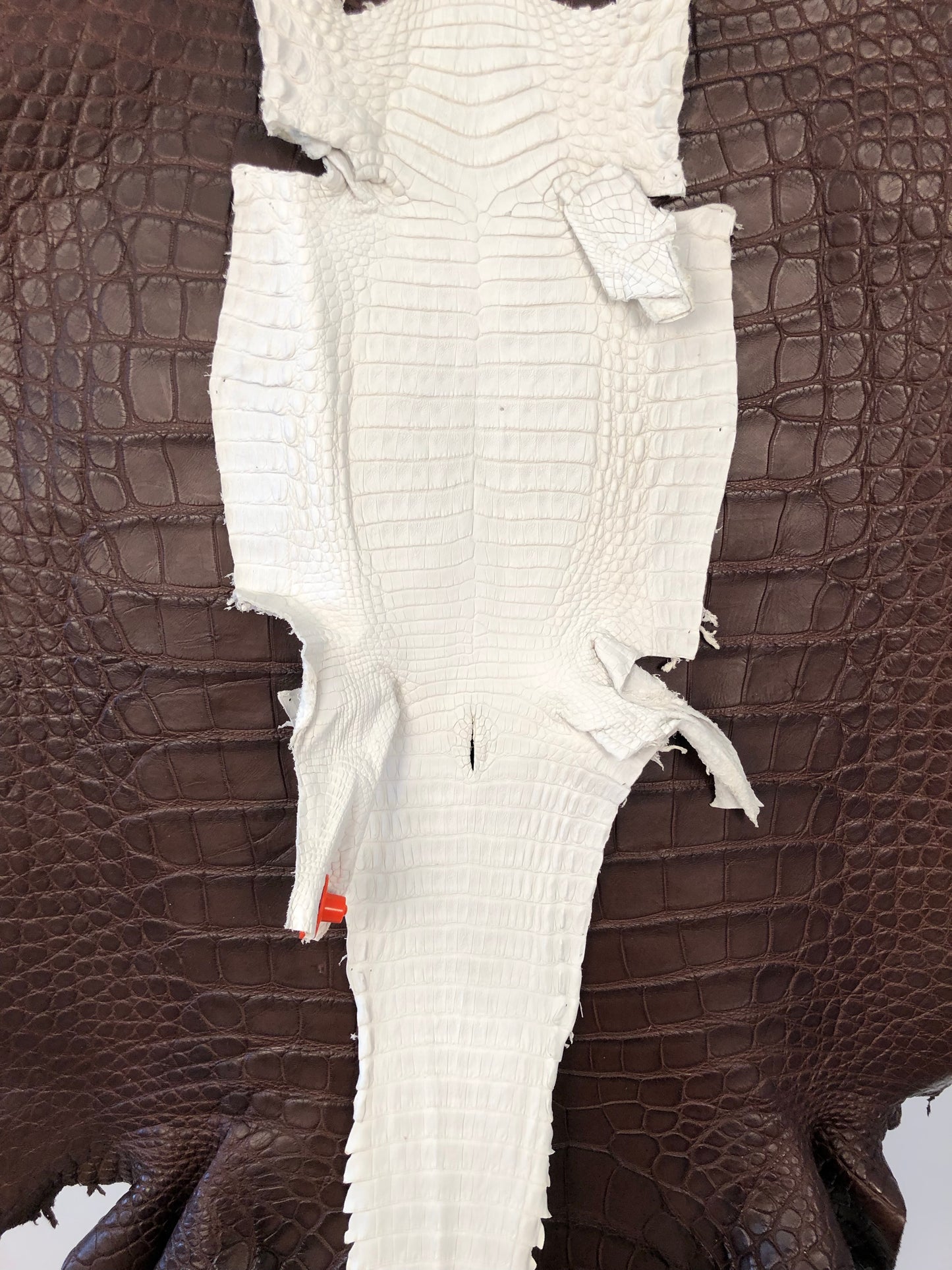 18/22 cm Caiman Crust Leather