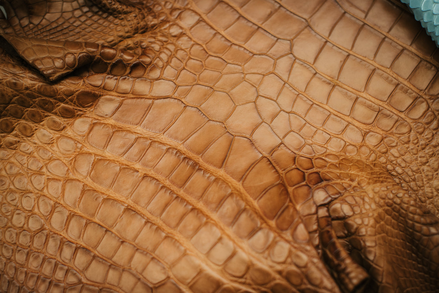 Almond Matte Alligator Leather