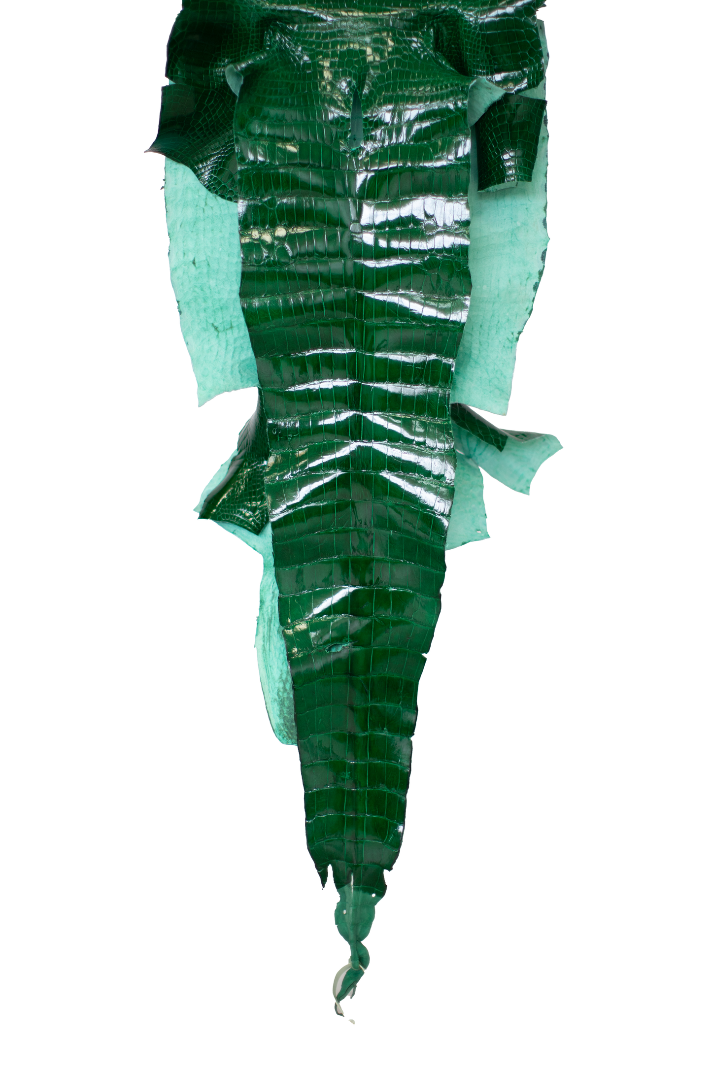 43 cm Grade 3/4 Kelly Green Glazed Farm Raised American Alligator Leather - Tag: LA23-0000640