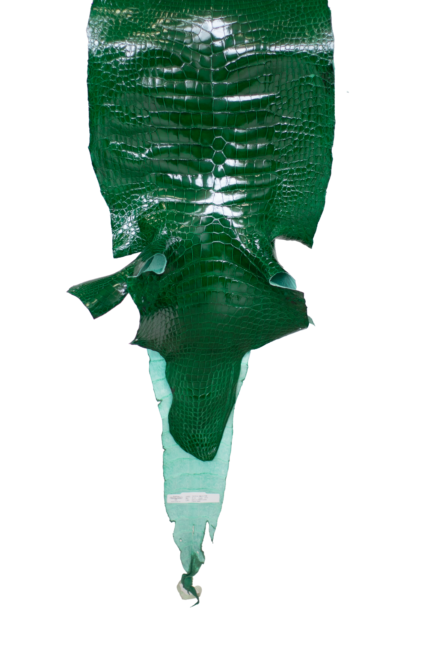 43 cm Grade 3/4 Kelly Green Glazed Farm Raised American Alligator Leather - Tag: LA23-0000640