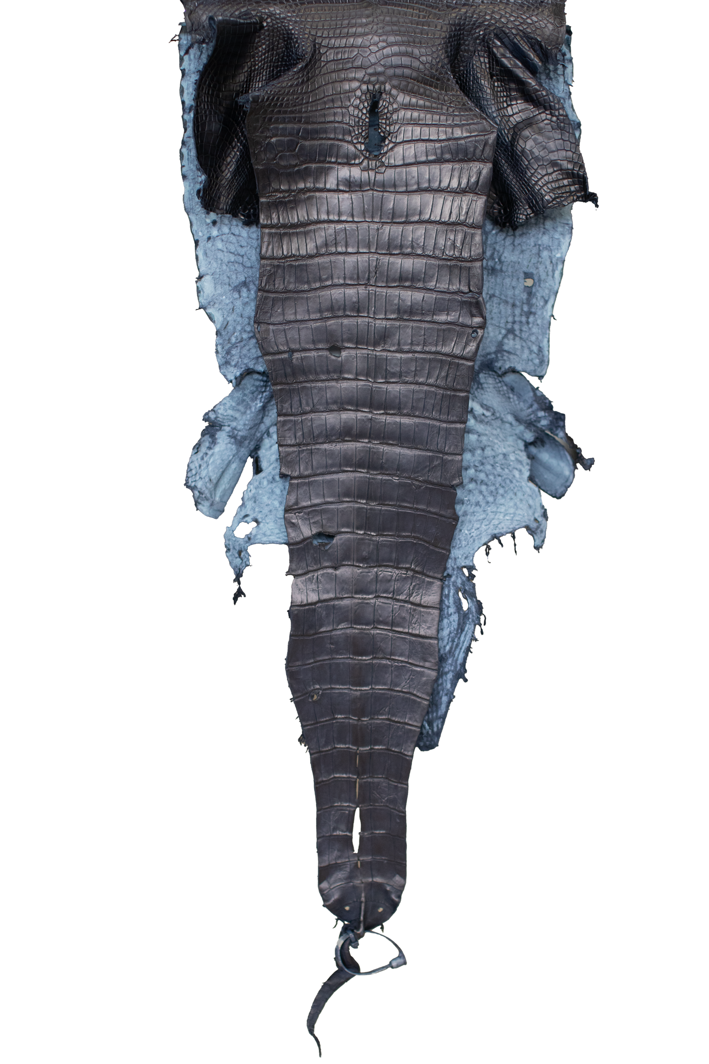 38 cm Grade 3/4 Navy Blue Matte (Dark Dye Lot) Wild American Alligator Leather - Tag: LA23-0003375
