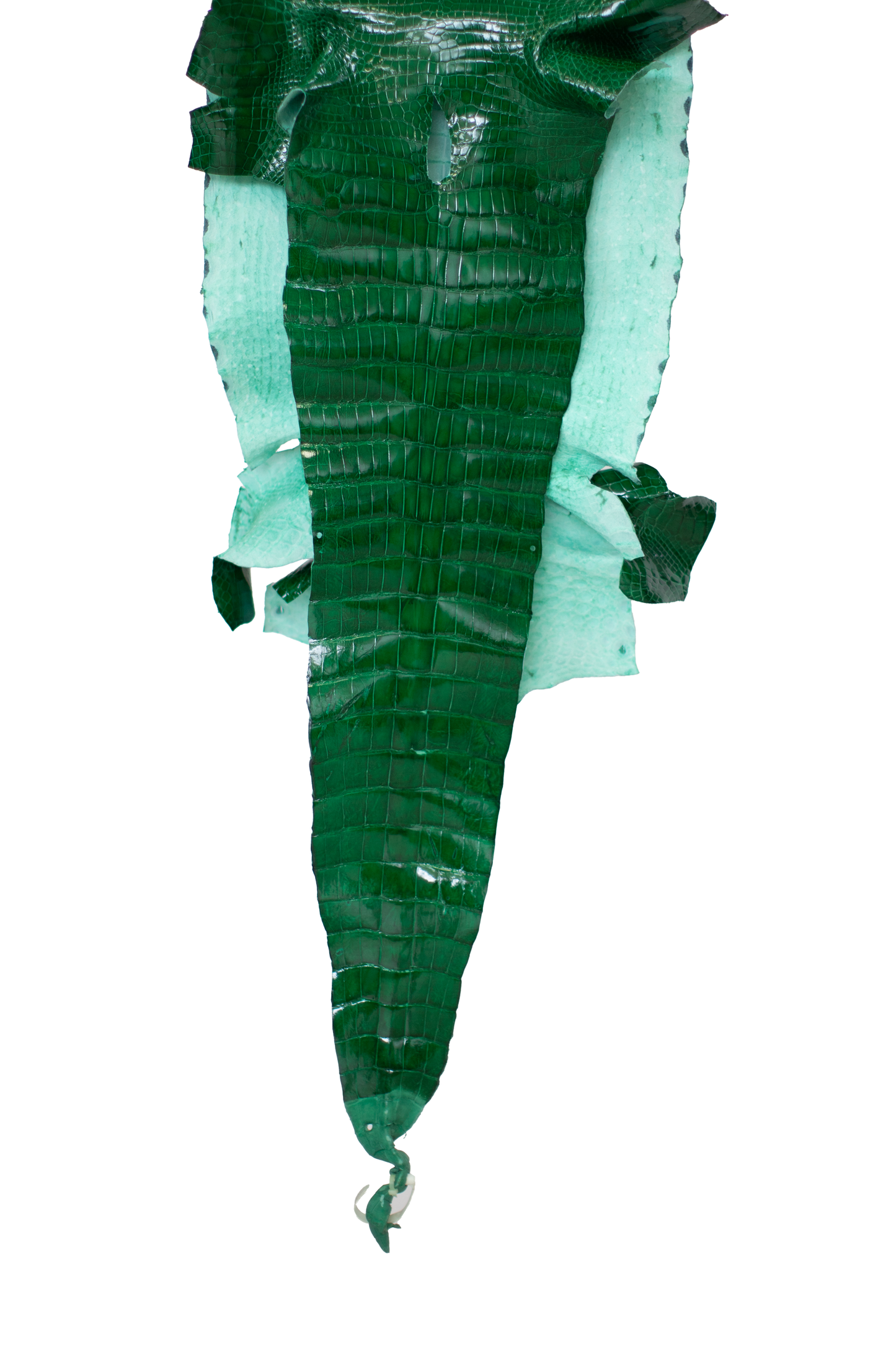 42 cm Grade 3/4 Kelly Green Glazed Wild American Alligator Leather - Tag: LA23-0005150