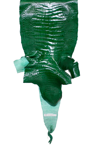 42 cm Grade 3/4 Kelly Green Glazed Wild American Alligator Leather - Tag: LA23-0005150