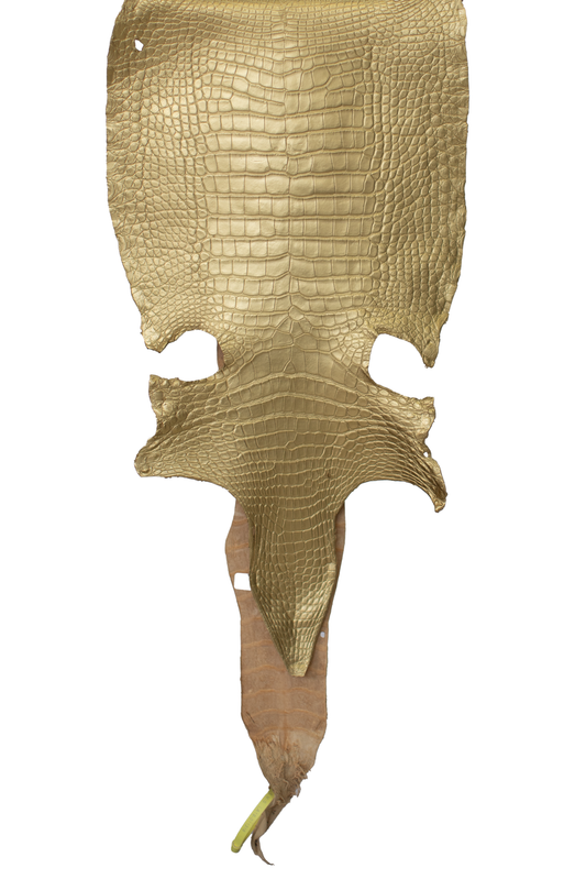 36 cm Grade 3/4 Metallic Gold Matte Wild American Alligator Leather - Tag: LA19-0011316