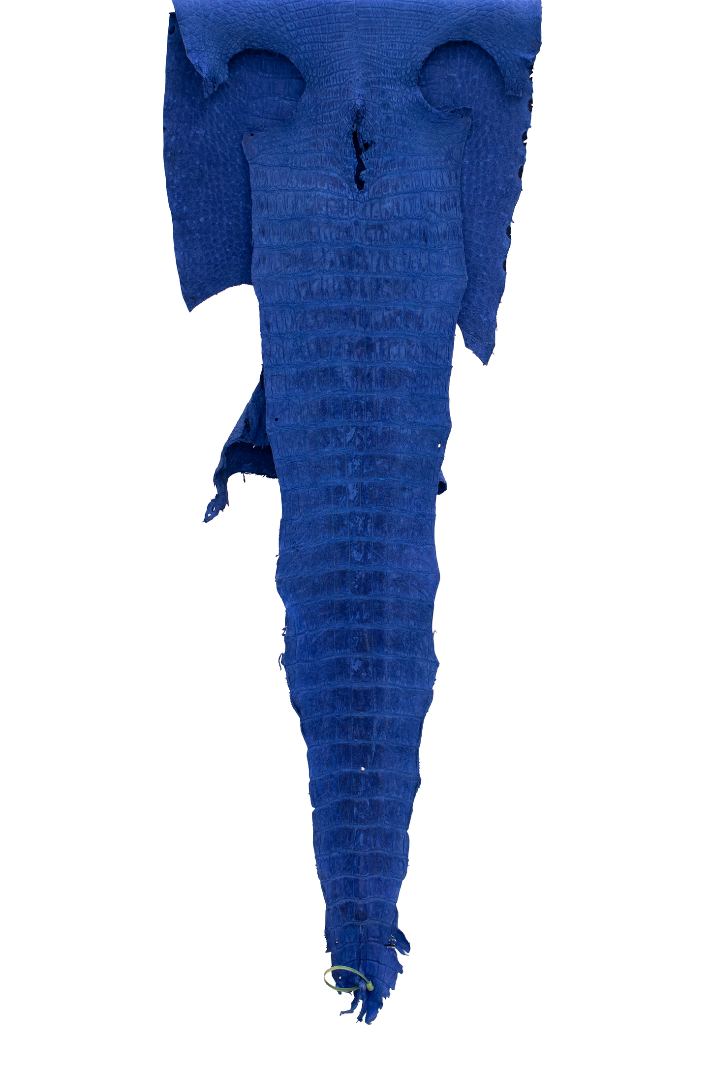 58 cm Grade 3/4 Navy Blue Nubuck Wild American Alligator Leather - Tag: FL22-0013366