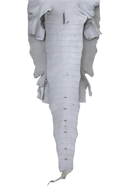 49 cm Grade 4/5 White Matte Wild American Alligator Leather - Tag: LA22-0013697