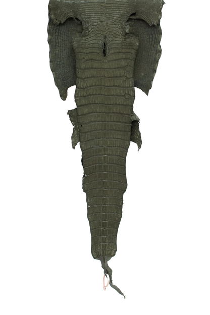 49 cm Grade 3/4 Olive Green Nubuck Wild American Alligator Leather - Tag: LA18-0019422