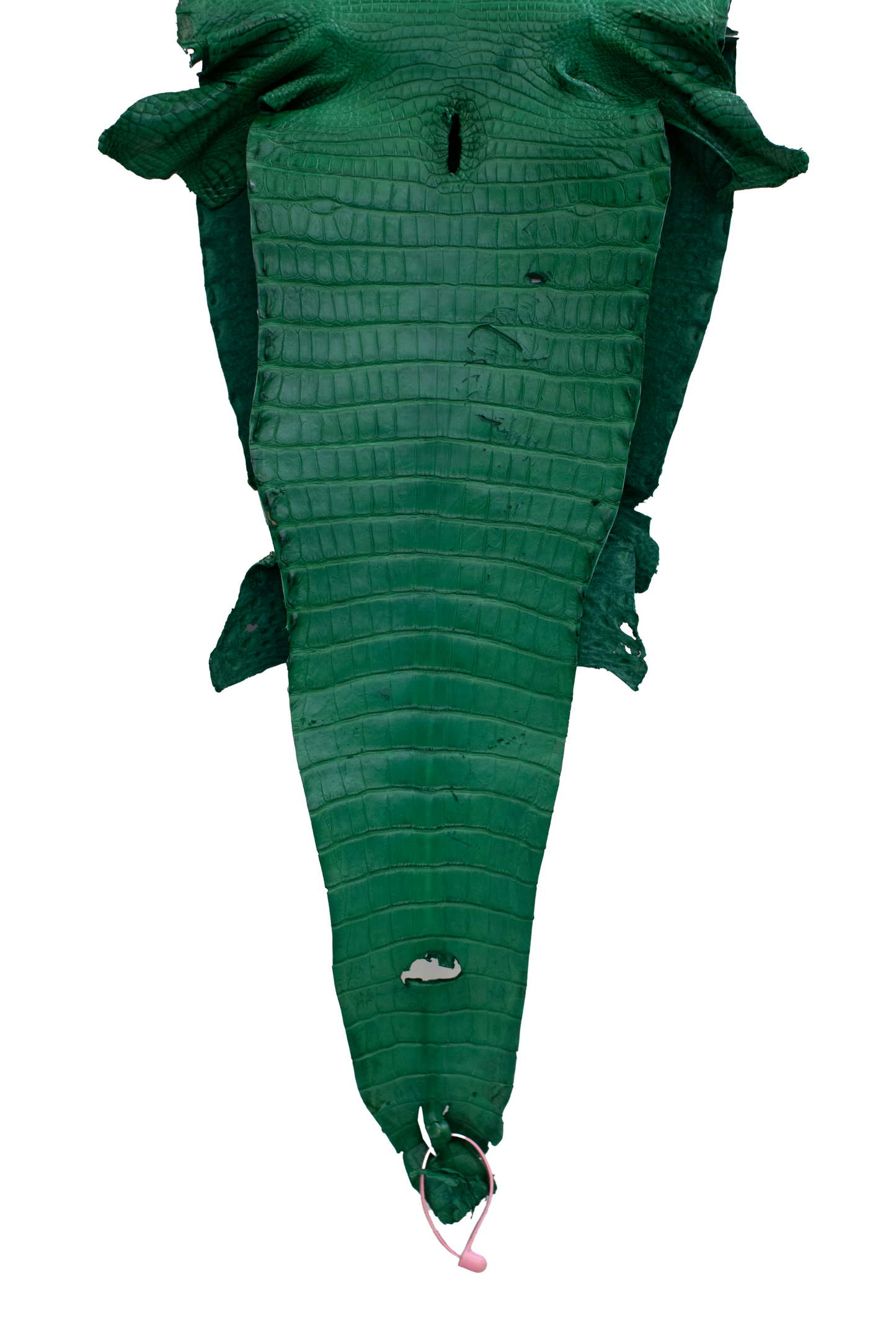 29 cm Grade 4/5 Kelly Green Matte Farm Raised American Alligator Leather - Tag: FL21-0024461