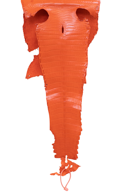 26 cm Grade 3/4 Orange Millennium Farm American Alligator Leather - Tag: FL21-0024614