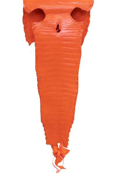 25 cm Grade 4/5 Orange Millennium Farm American Alligator Leather - Tag: FL21-0024621