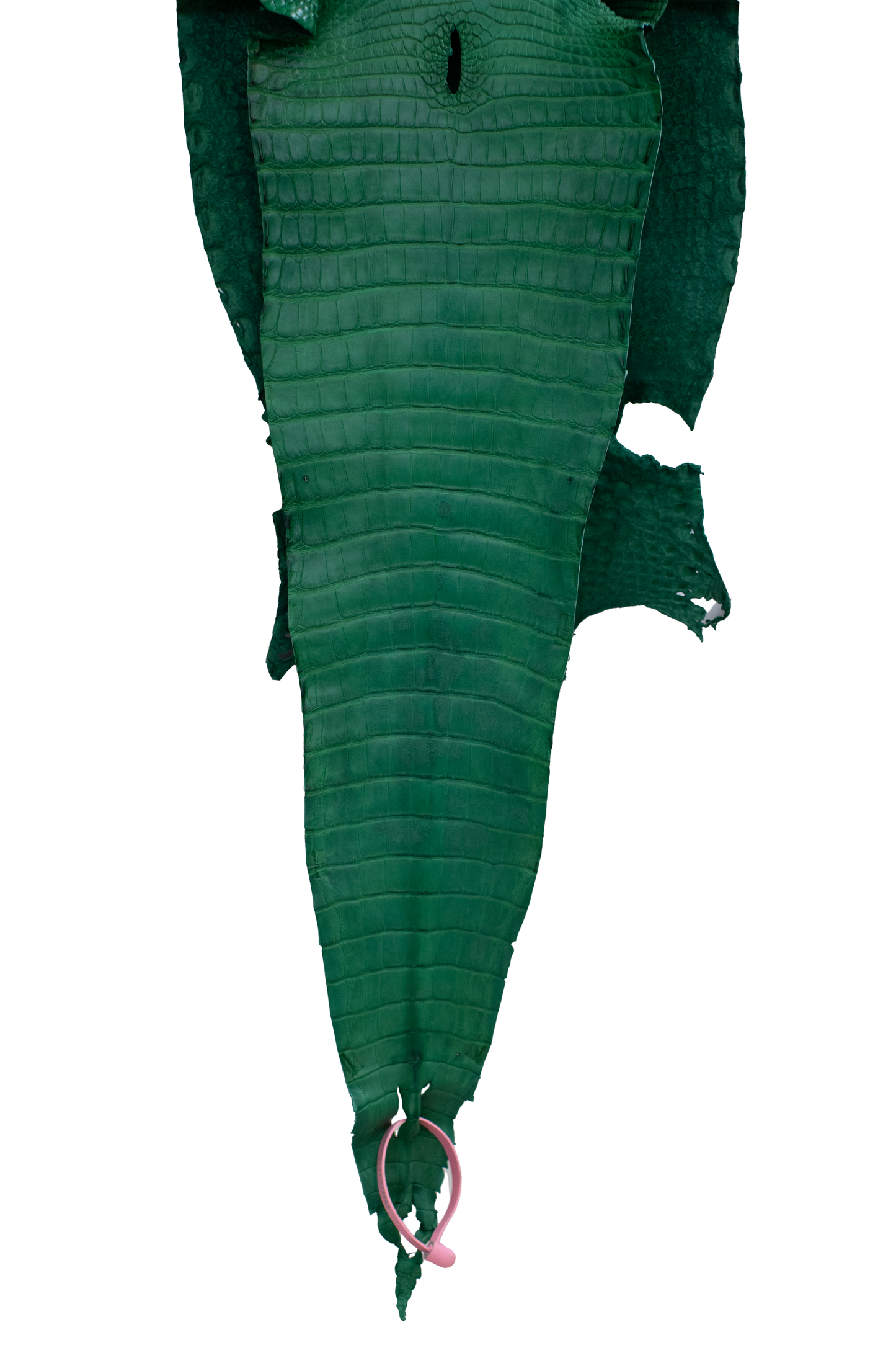 27 cm Grade 4/5 Kelly Green Matte Farm Raised American Alligator Leather - Tag: FL21-0024869