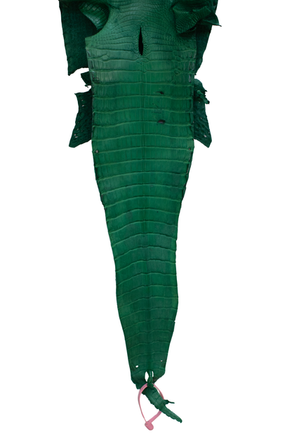 25 cm Grade 4/5 Kelly Green Matte Farm Raised American Alligator Leather - Tag: FL21-0024940