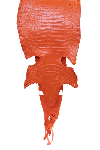 22 cm Grade 3/4 Orange Millennium Farm American Alligator Leather - Tag: FL21-0025054